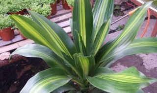 香龙血树叶子发黄怎么办（龙血树叶黄了怎么办）