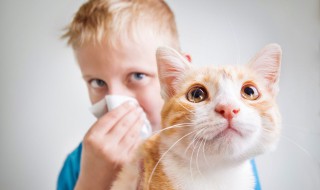 新手养猫的注意事项 新手养猫的注意事项有哪些