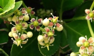 冬青开花预示着什么 冬青开花寓意