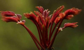 香椿树开花预示着什么 开花的香椿树