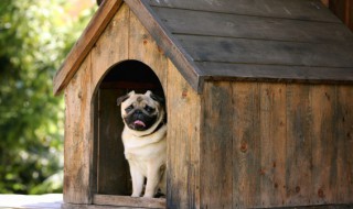 半夜狗叫寓意 半夜狗叫寓意什么