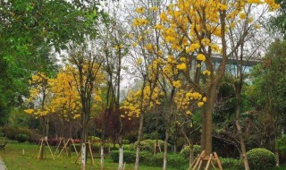 黄花风铃木种植方法 黄花风铃木的种植方法
