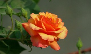 种什么花好看又好养（室外种什么花好看又好养）