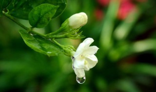 种什么花寓意好(高考种什么花寓意好)