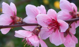 种什么花一年四季开花 种什么花一年四季开花又好养