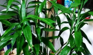 富贵竹枝干发黄怎么挽救（富贵竹枝杆发黄怎么办）