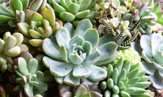 如何给多肉老桩换盆 多肉老桩移盆步骤