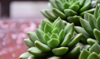 如何给多肉选择合适的盆 多肉适合用什么盆