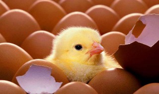 鸡蛋多久孵化 鸡蛋多久孵化出来