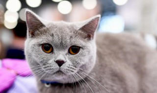 新手养什么猫比较好（新手养什么猫比较好百度知道）