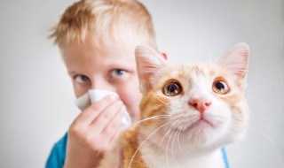 新手养猫基础知识 新手养猫十大基础知识