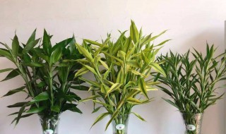 富贵竹养几支（富贵竹养几支好）