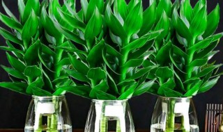 观音竹要养几支 观音竹养几支好