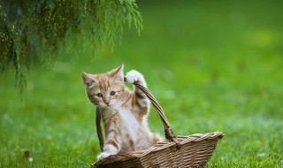 梦见被猫抓了什么意思（梦到猫被猫抓）