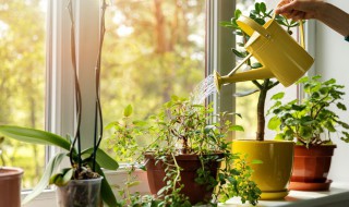 卧室摆什么植物最旺 卧室放什么植物最旺财又健康