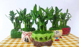 富贵竹发黄怎么挽救（富贵竹叶子发黄怎么救）