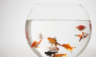 新手养什么宠物比较好 新手养宠物养什么好