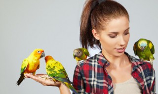 新手养什么鸟最适合 哪种鸟适合新手养