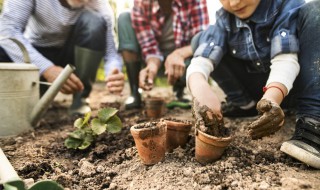 凤凰木种植方法 凤凰木移栽