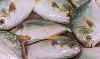 金鲳鱼好吃吗（金鲳鱼好吃吗?）