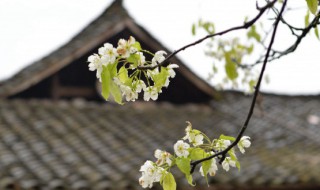 2022年清明节可以移坟吗（2022年清明节可以迁坟吗）