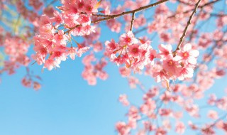 赏樱花的说说心情短语 关于赏樱花的唯美句子说说