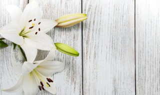 百合花的送花礼俗（送百合花有什么讲究）