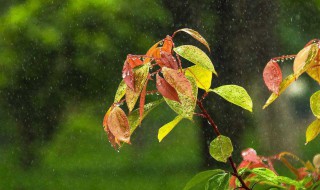 梦见春雨什么意思 春天梦到下雨