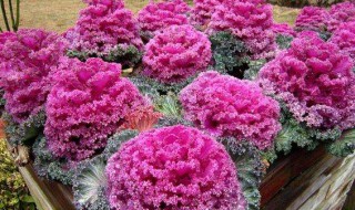 羽衣甘蓝种植方法 羽衣甘蓝的栽培技术