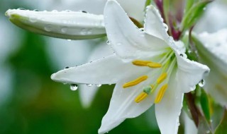 野百合花的花语是什么意思（野百合的花语是什么?）