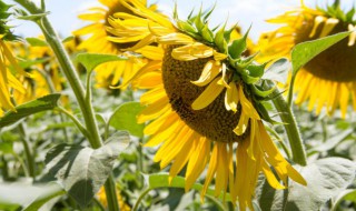 向日葵的种植与管理技巧 向日葵的栽培技术要点