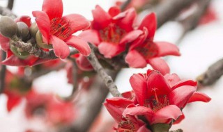 送木棉花什么意思 送木棉花是什么意思