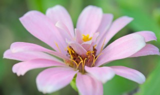 什么花的花语是忘记 什么花的花语是忘记一个人