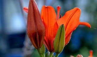 火百合的花语（火焰百合的花语）