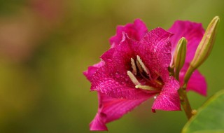 紫荆花代表什么意思（紫荆花代表什么寓意）