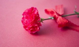 如何让阳台的康乃馨年年都开花及枝条壮花朵多的方法