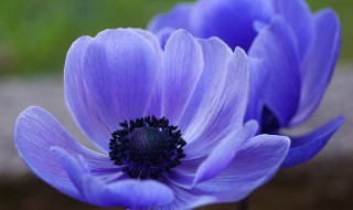 蓝色郁金香有什么寓意 宝蓝色郁金香的寓意