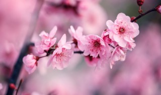 世界上最坚强的花是什么花 世界上最顽强的花