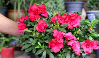好看又喜庆杜鹃花如何养护（养杜鹃花小诀窍）