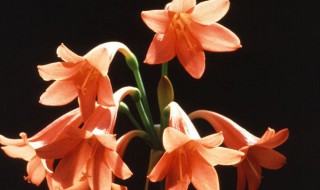 编笠百合花语 花语大全 百合