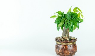 如何正确养殖一品红(怎样养殖一品红)