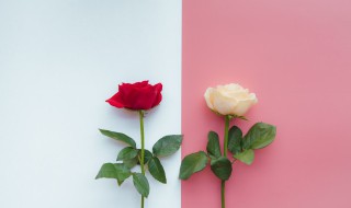 38妇女节送妈妈什么花（三八妇女节送妈妈什么花）