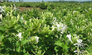 全面金银花种植技术和管理方案 种植金银花管理技术手册