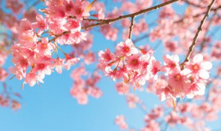 樱花草花语及传说故事 樱草花的花语