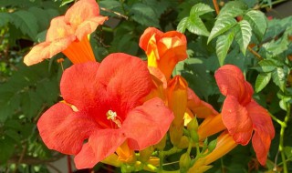 凌霄花的传说 凌霄花的民间传说