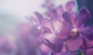 梅兰花的传说(有关梅花的传说)