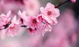 蜡梅的传说 腊梅的传说