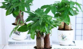 家里放什么植物招财（家里放什么植物招财运好）