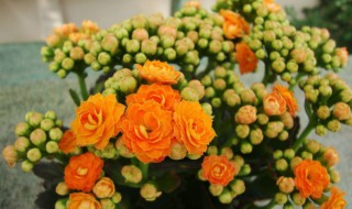 给老人祝寿送什么花(给老人祝寿送什么花?)