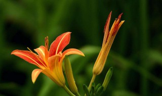 萱草的传说 萱草 百度百科